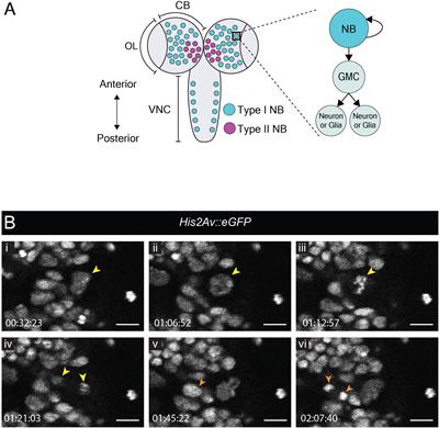 An Immobilization Technique for Long-Term Time-Lapse Imaging of Explanted Drosophila Tissues